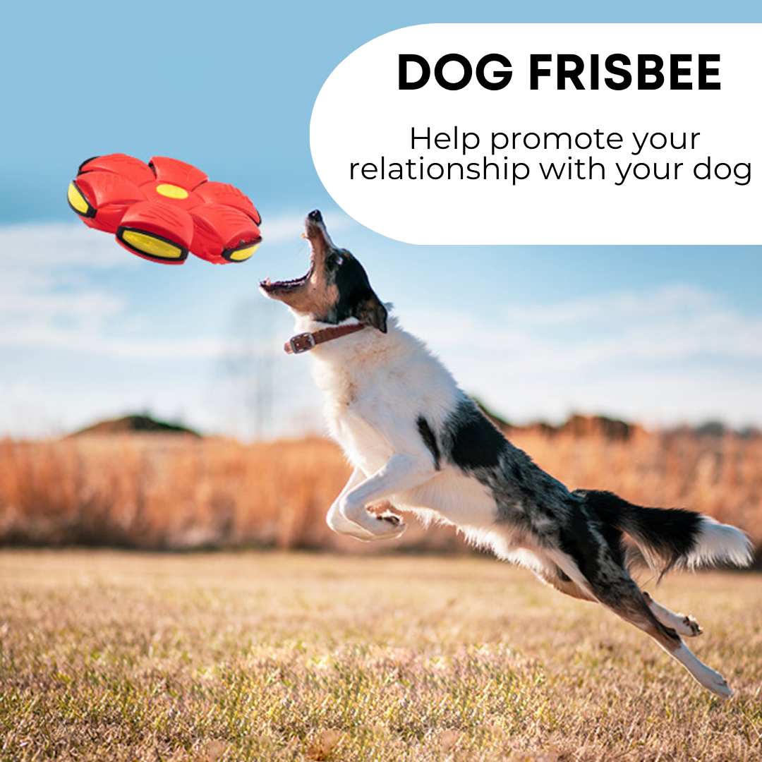 Wagified™ Dog Frisbee